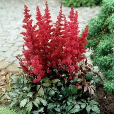 Астильба ГРАНАТ Арендса в Пинске