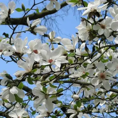 Магнолия АЛЬБА СУПЕРБА в Пинске
