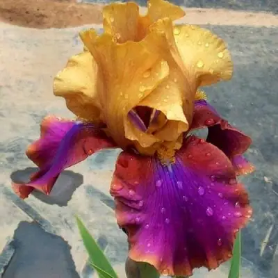 Ирис ГАЛА МАДРИД бородатый в Пинске