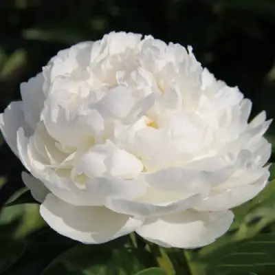 Пион СНЕЖНАЯ КРЕПОСТЬ древовидный в Пинске