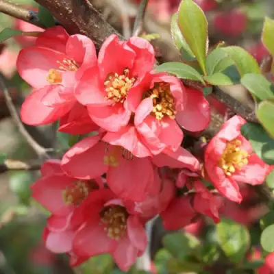 Айва ПИНК КВИН в Пинске