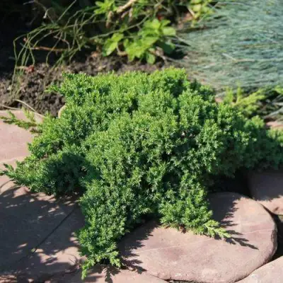 Можжевельник АВАСИ лежачий  в Пинске