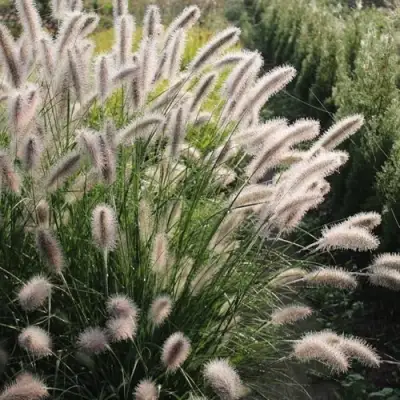 Пеннисетум ЛЕДИ Ю в Пинске