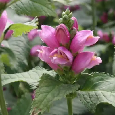 Хелоне КОСАЯ в Пинске