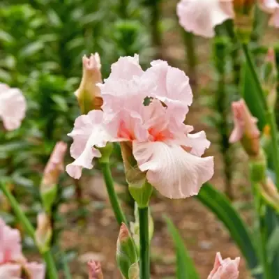 Ирис ПИНК ХОРАЙЗОН бородатый в Пинске