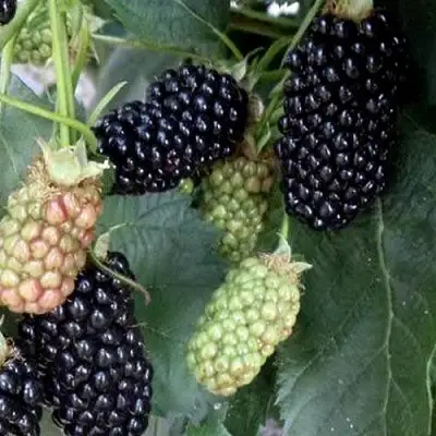 Ежевика ПРАЙМ АРК ФРИДОМ ремонтантная  в Пинске