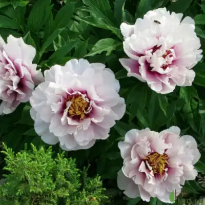 Пион КОРА ЛУИЗА ито-гибрид в Пинске