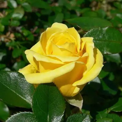 Роза ПАПИЛОН чайно-гибридная в Пинске