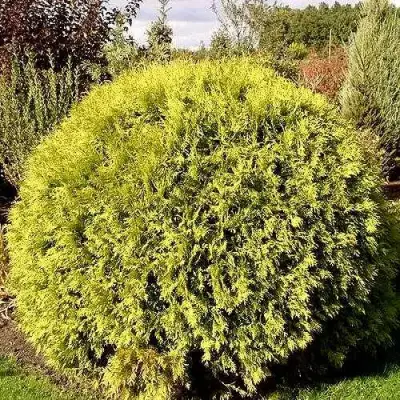 Туя ГЛОБОЗА АУРЕА западная в Пинске