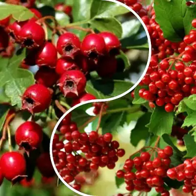 Комплект БУДЬ ЗДОРОВ в Пинске