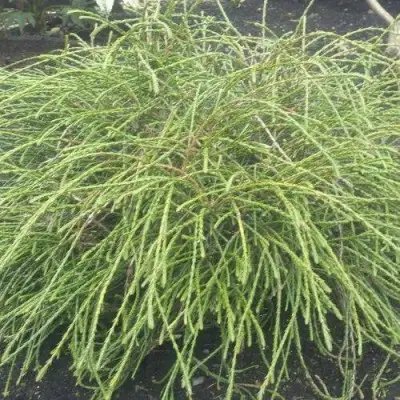 Туя ФИЛИФОРМИС   в Пинске