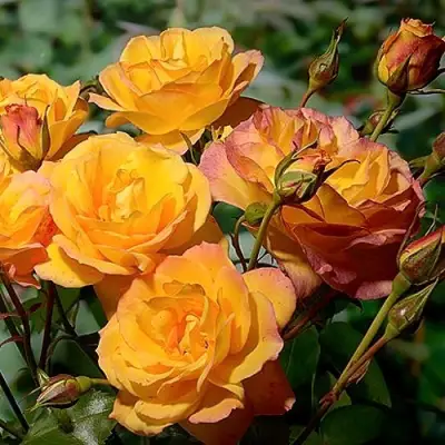 Роза САХАРА плетистая в Пинске