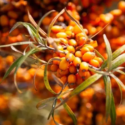 Облепиха ФИНСКАЯ в Пинске