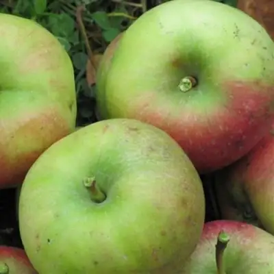 Яблоня ПАМЯТЬ СИКОРЫ в Пинске