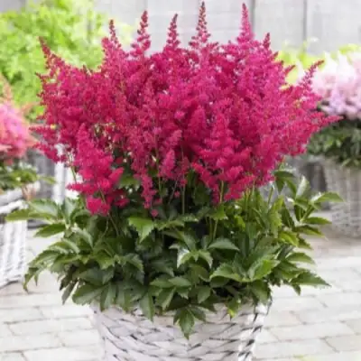 Астильба ЛАКИ ДЕЙ Арендса в Пинске