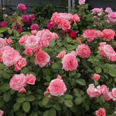 Роза ИНСТИТУТ ЛЮМЬЕР шраб в Пинске