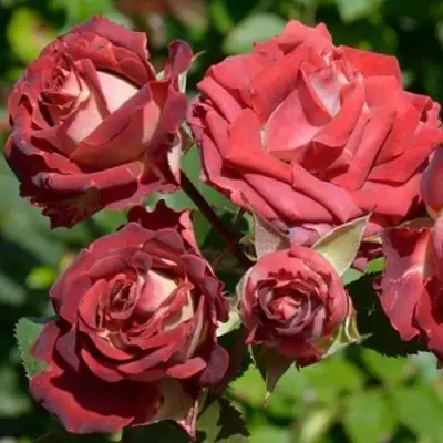 Роза ТИРАМИСУ спрей в Пинске