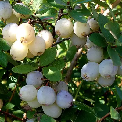 Голубика СНЕГУРОЧКА в Пинске