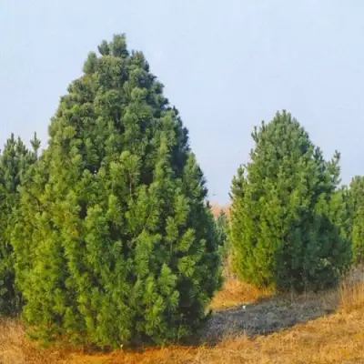 Сосна черная ПИРАМИДАЛИС в Пинске