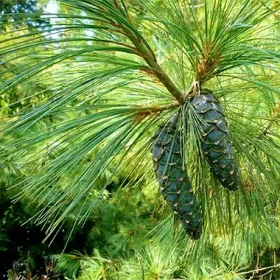 Сосна гриффита в Пинске