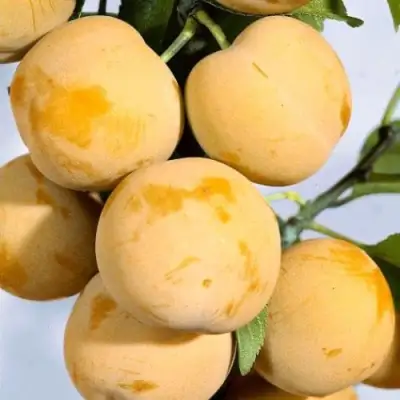 Слива РЕНКЛОД ранний в Пинске