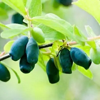 Жимолость съедобная АМФОРА в Пинске