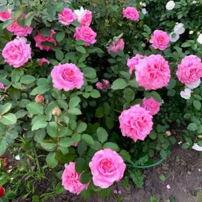 Роза ЭШЛИ чайно-гибридная в Пинске