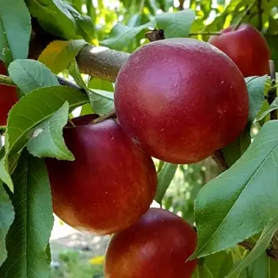 Нектарин ФАНТАЗИЯ в Пинске