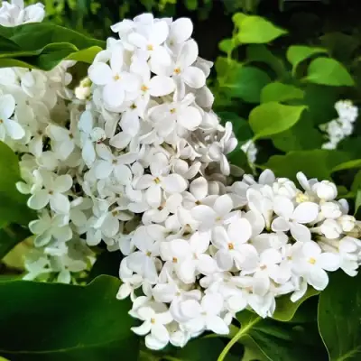 Сирень МАЛЕНЬКИЙ ПРИНЦ в Пинске