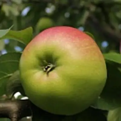 Яблоня СОКОЛОВСКОЕ стелющаяся в Пинске