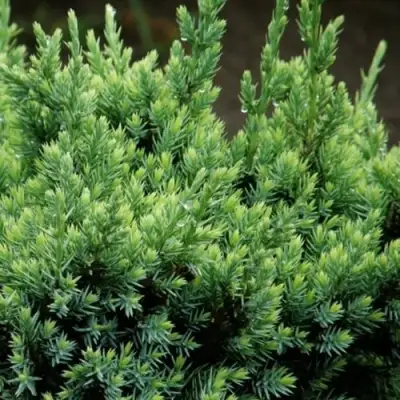 Можжевельник ХОЛГЕР чешуйчатый в Пинске