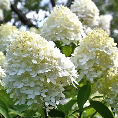 Гортензия БОМБШЕЛ метельчатая в Пинске