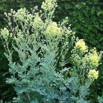 Василистник ГЛАУКУМ желтый в Пинске