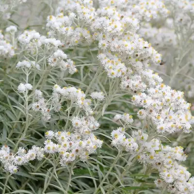 Анафалис ЖЕМЧУЖНЫЙ в Пинске