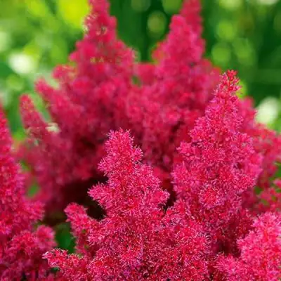 Астильба КОБЛЕНЦ японская в Пинске