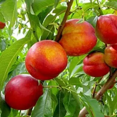 Нектарин ХАРБЛЕЙЗ в Пинске