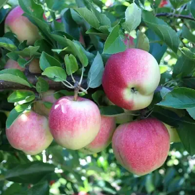 Яблоня ГРУШОВКА МОСКОВСКАЯ в Пинске