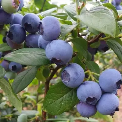 Голубика БЛЮГОЛД в Пинске