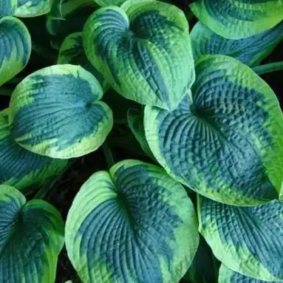 Хоста ТОКУДАМА ФЛАВОЦИРЦИНАЛИС гибридная в Пинске