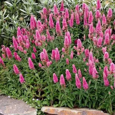 Вероника РОЗЕА колосковая в Пинске