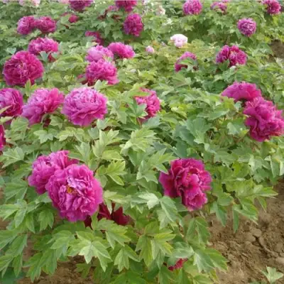 Пион КИТАЙСКИЙ ШЕЛК травянистый в Пинске