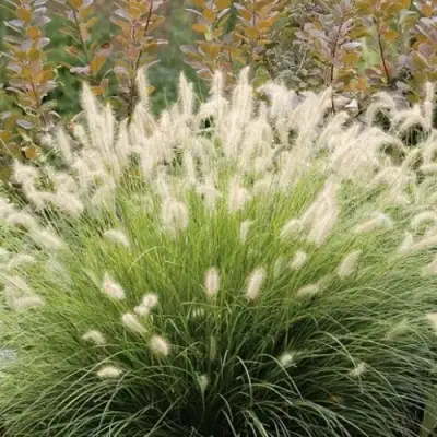 Пеннисетум ХАМЕЛН в Пинске