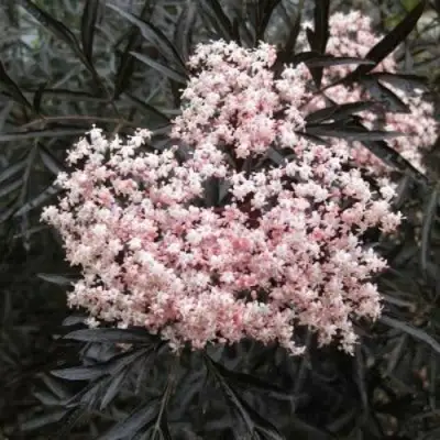 Бузина черная БЛЭК ЛЕЙС ЕВА в Пинске