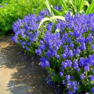 Вероника РОЯЛ БЛЮ большая в Пинске