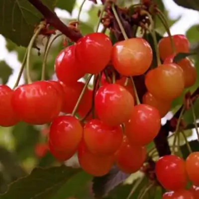 Черешня ДОНЧАНКА в Пинске