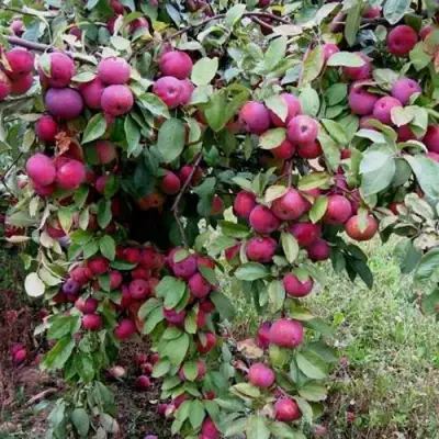 Яблоня ФЛОРИНА в Пинске