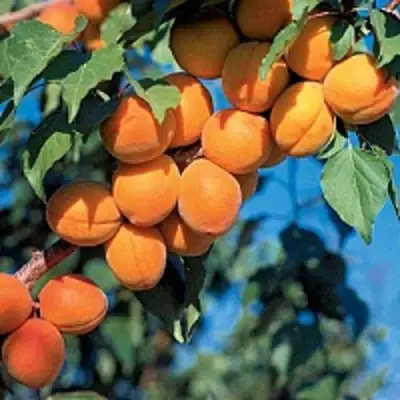 Абрикос ХАРКОТ в Пинске