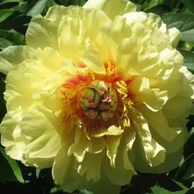 Пион ЗОЛОТАЯ КОРОНА древовидный в Пинске