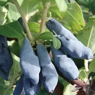 Жимолость съедобная НИМФА (ГАММА) в Пинске