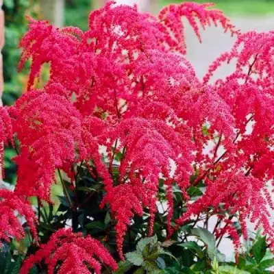 Астильба РЕД ЧАРМ Арендса в Пинске